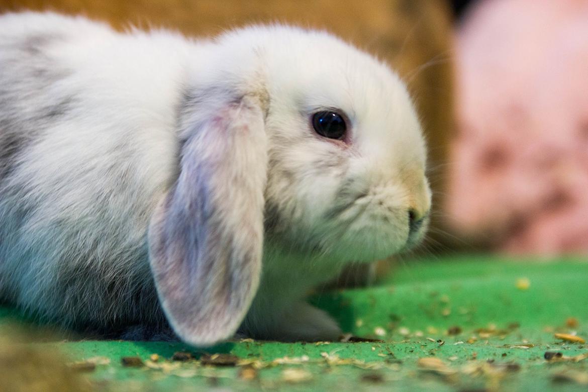 Kanin Vindeholme's Aya - Aya 11 uger billede 2