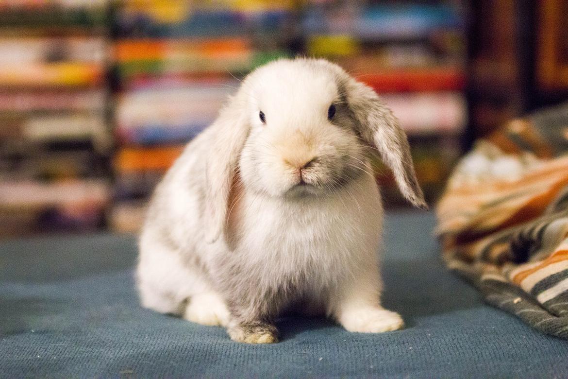 Kanin Vindeholme's Aya - Aya 11 uger billede 3