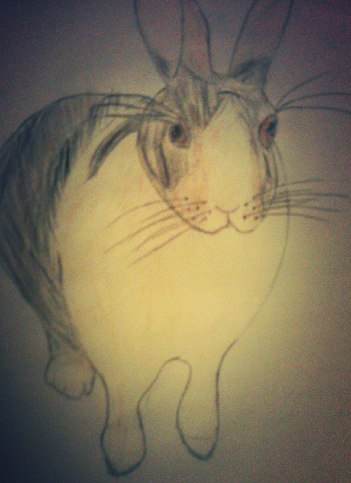 Kanin Nini - Jeg prøvede at tegne Nini og jeg syntes selv at det gik ret godt <3 billede 12