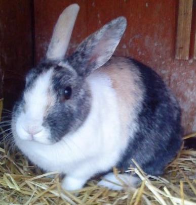 Kanin Nini - Dette billede er fra den dag jeg fik Nini og Nana hjem <3 billede 3