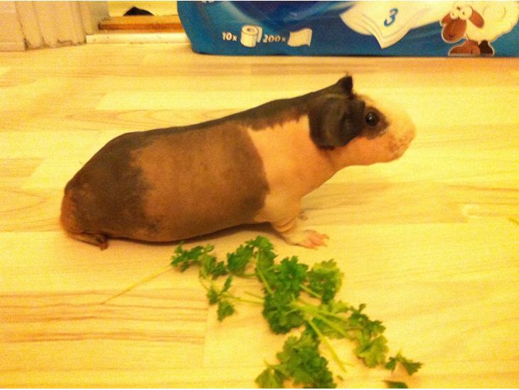 {{currentPhoto.altText}} billede {{currentPhoto.number}}