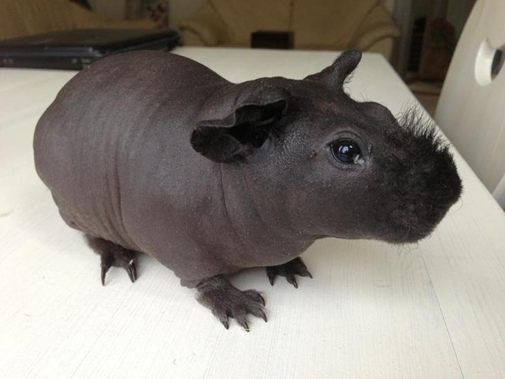 {{currentPhoto.altText}} billede {{currentPhoto.number}}