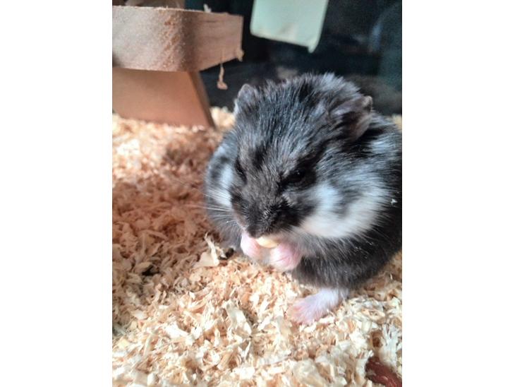 {{currentPhoto.altText}} billede {{currentPhoto.number}}