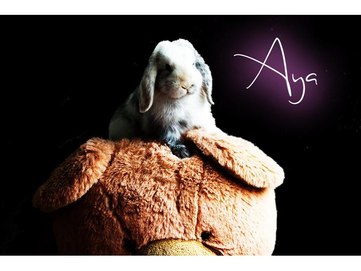 {{currentPhoto.altText}} billede {{currentPhoto.number}}