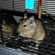 Degu nusser