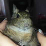 Degu nusser
