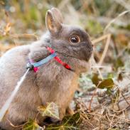 Kanin Klokke Blomst R.I.P