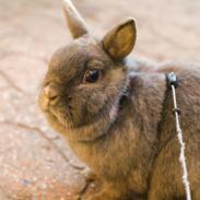 Kanin Klokke Blomst R.I.P