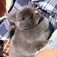 Kanin Klokke Blomst R.I.P