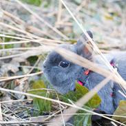 Kanin Klokke Blomst R.I.P