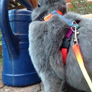 Kanin Klokke Blomst R.I.P