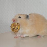 Hamster Vijii Twillight