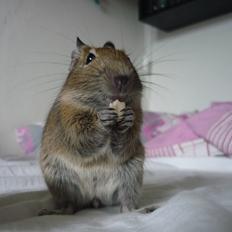 Degu Theodor