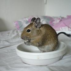Degu Theodor
