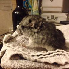 Chinchilla Lille Ludvig