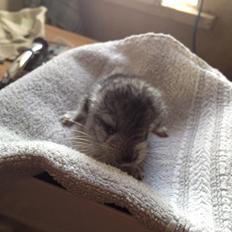 Chinchilla Lille Ludvig