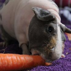 Marsvin DKkdCH Zeiler's Billy | Skinny