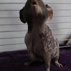 Marsvin DKkdCH Zeiler's Billy | Skinny