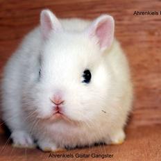 Kanin Ahrenkiels Guitar Gangster