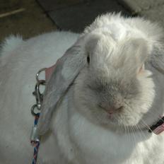 Kanin Fiona's Amour De La Fleur