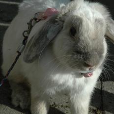 Kanin Fiona's Amour De La Fleur