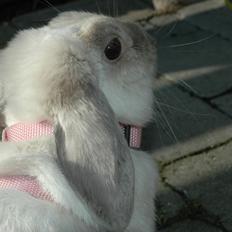 Kanin Fiona's Amour De La Fleur