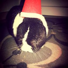 Kanin † Stampe † R.I.P Min prins