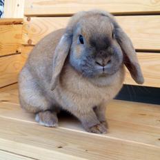 Kanin Dolls Zuera Emilia-Romagna