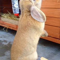 Kanin Dolls Zuera Emilia-Romagna