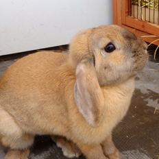 Kanin Dolls Zuera Emilia-Romagna