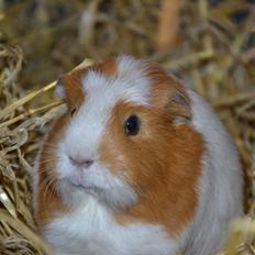 Marsvin | Pjuskemus <3