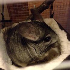 Chinchilla Dina