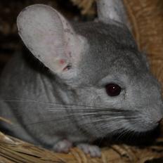 Chinchilla Sir Puf