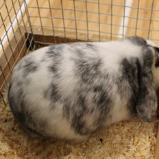 Kanin Tantetuts Sneakers