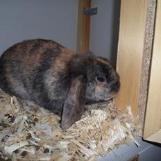 Kanin Bamse (Høj's kaninland)