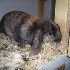 Kanin Bamse (Høj's kaninland)