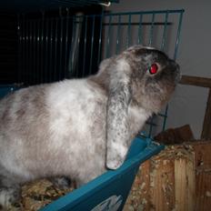 Kanin Frodo (høj's kaninland)