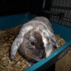 Kanin Frodo (høj's kaninland)