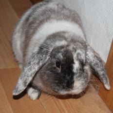 Kanin Frodo (høj's kaninland)