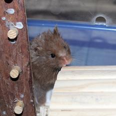 Hamster Rescue Ella