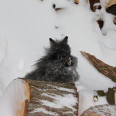 Kanin Jokers Dark Paradise 'Puf'