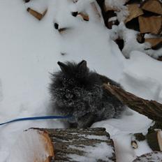 Kanin Jokers Dark Paradise 'Puf'