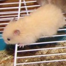Hamster Otto