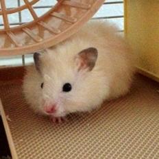 Hamster Otto