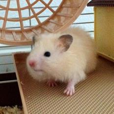 Hamster Otto