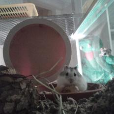 Dværghamster Kranzi