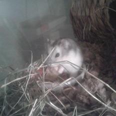 Dværghamster Kranzi