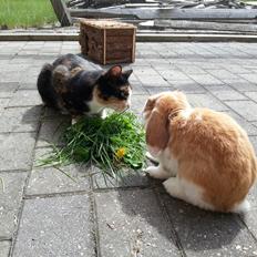 Kanin Captain Jack Sparrow