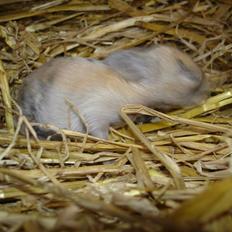 Kanin Peanut Butter Me Up