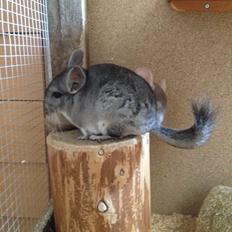 Chinchilla Mulle
